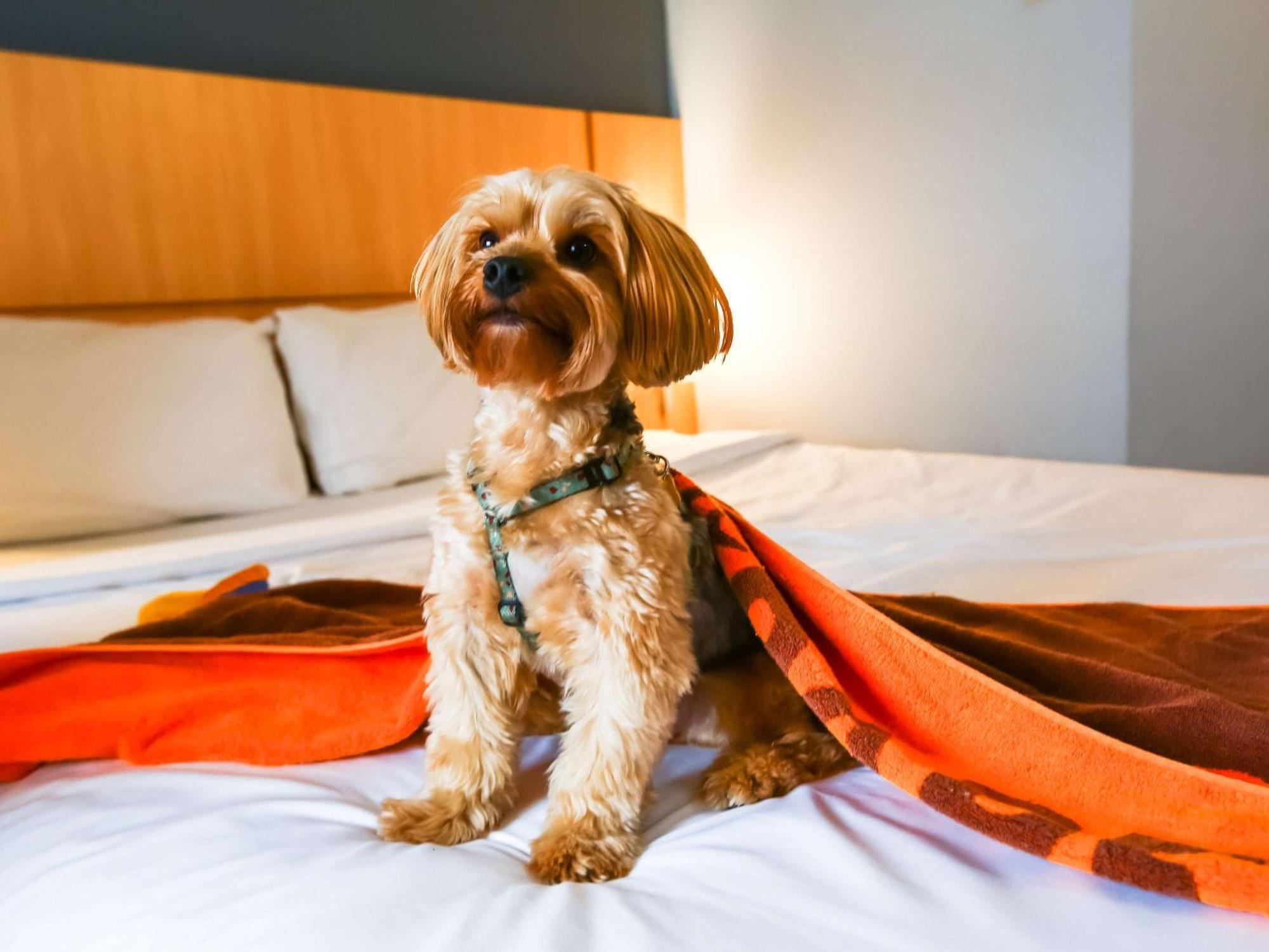 Hotel Ibis Nova America 3*
